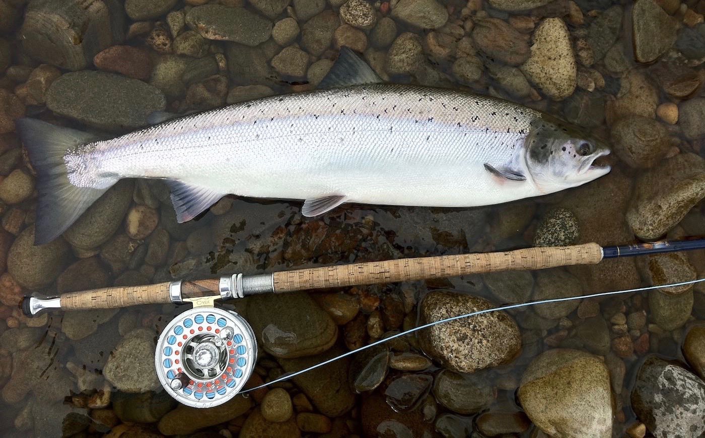Here's a perfect plump fresh run Scottish Spring salmon lying on the riverbank gravel beside my 15ft salmon Spey rod and salmon fly reel. You can see the blue floating fly line on my reel which was a Spey line I designed myself with the assistance of fly line manufacturer Airflo.