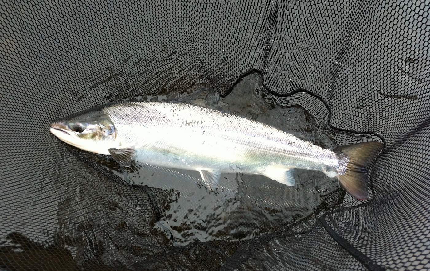 This wee Spring salmon beauty was caught on the River Tay in February during high water right outside of the Kinnaird Beat fishing hut by the professional salmon guide with his first swing of the boat through the salmon pool known as Daffodil LIe. Look at its amazing ocean colours that stand out perfectly against the dark water of early Spring.