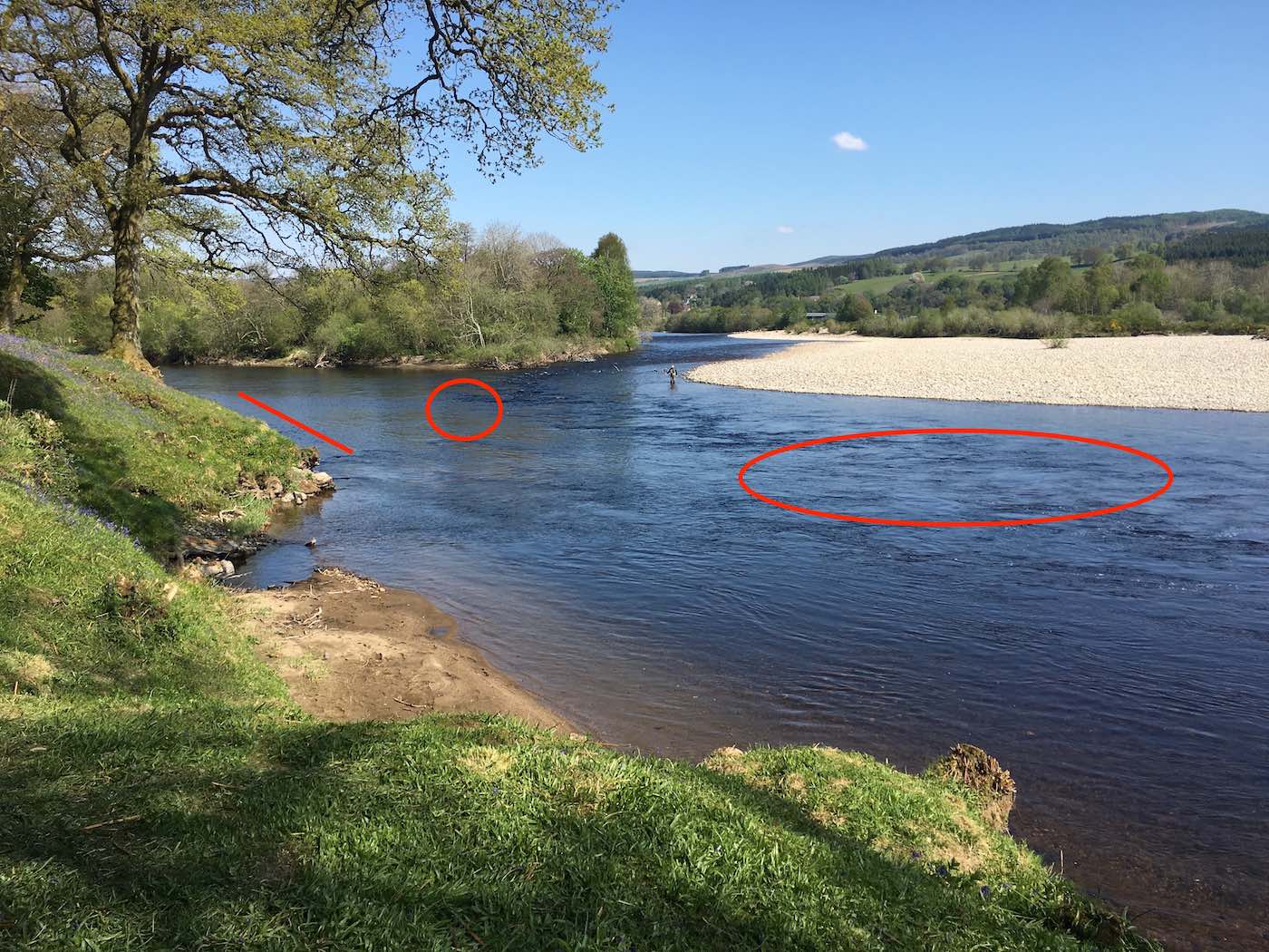Here's the 2 main salmon taking areas near the mouth of the River Tummel on the River Tay near Pitlochry. Salmon can be consistently caught in these 2 red circles under medium or low water levels. You can see a salmon fishing holiday guest fisher over on the far side of the river although our salmon fishing guides think this is much easier side of the river to cover these hot spots from.