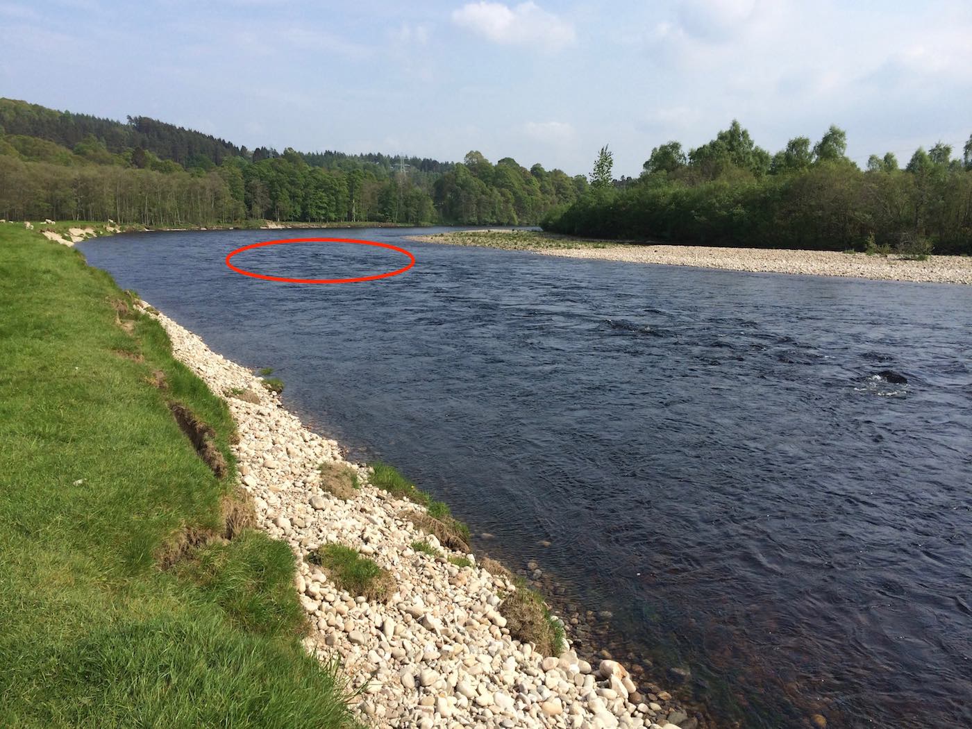 This is the amazing Green Bank Pool on the Lower Tummel beat of the River Tummel near Pitlochry. In this medium level water height the main salmon lie is in the centre of the river right down at the tail of the pool which I've marked with a big red circle. These river bank stones require careful navigation by our salmon fishing holiday guests as they often move underfoot. Salmon fishing guides forewarn all fishing guess to make sure they get a proper footing between each riverbank step.