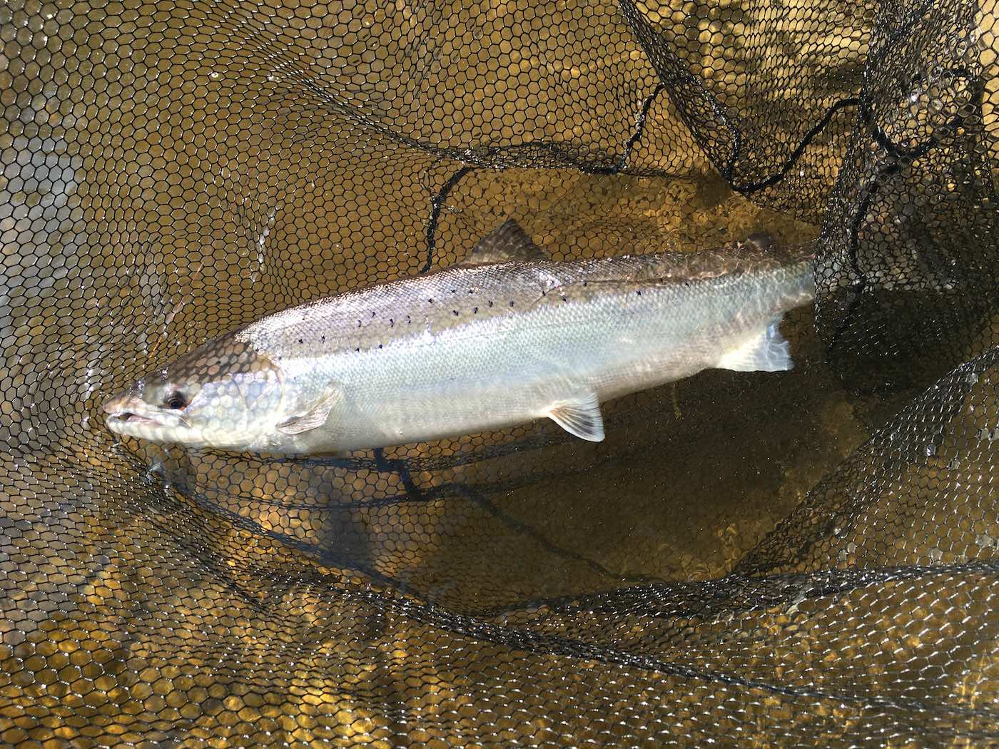 Here's a beauty of a fresh run River Tay salmon that came to inspect my fly on the River Tay during early June while working as a professional salmon fishing guide. This bright light day assisted my camera in picking up the perfect silver flanks of this beautiful fish before it was returned back to the Tay. Look at the fine rubberised fish friendly landing net mesh from my landing net to the rear of the salmon ensuring zero scale or mucous membrane damage to the salmon before releasing it.