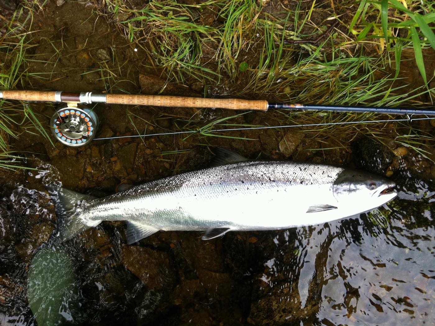 Once you've got your salmon sufficiently played out they'll sometimes sit still while you capture their astounding physical beauty with your camera. This was one such salmon that behaved itself after we captured it on the River Tay near Dunkeld while working as a salmon fishing instructor for some fishing trip clients.