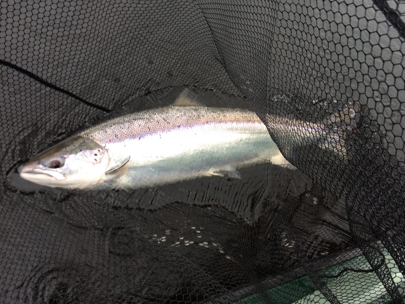 When you truly realise that pristine heavyweight salmon like this run the River Tay throughout the fishing season then the chance of a capture of one of these will draw your subconscious mind into play. This is a dangerous state of salmon fishing mind as it usually always results in the loss of thousands of pounds in fishing tackle and salmon permit tickets! Look at the perfect condition of this fresh run River Tay Spring salmon.