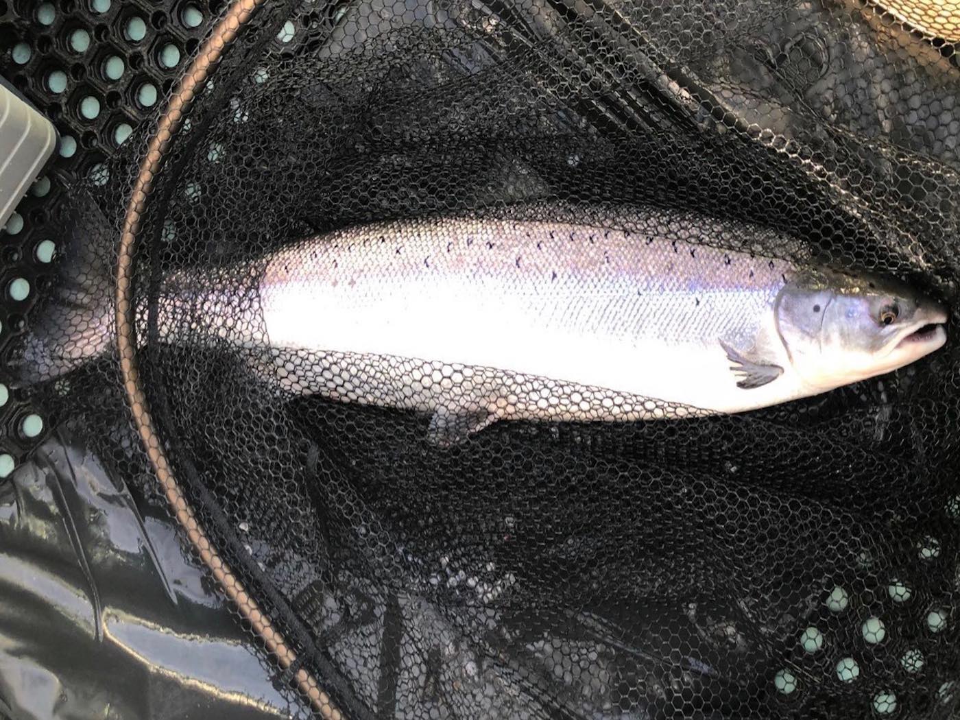 Here's another fine heavyweight salmon of 24lbs which was caught from the boat on the Dunkeld House salmon beat. Salmon of this caliber are always present in the Tay during the early months of the year for those astute enough to realise that. Catching one of these is a dream come true for most salmon fishers. Note the fine 'fish friendly' mesh landing net & padded landing mat to protect the salmon during the unhooking stage prior to release.