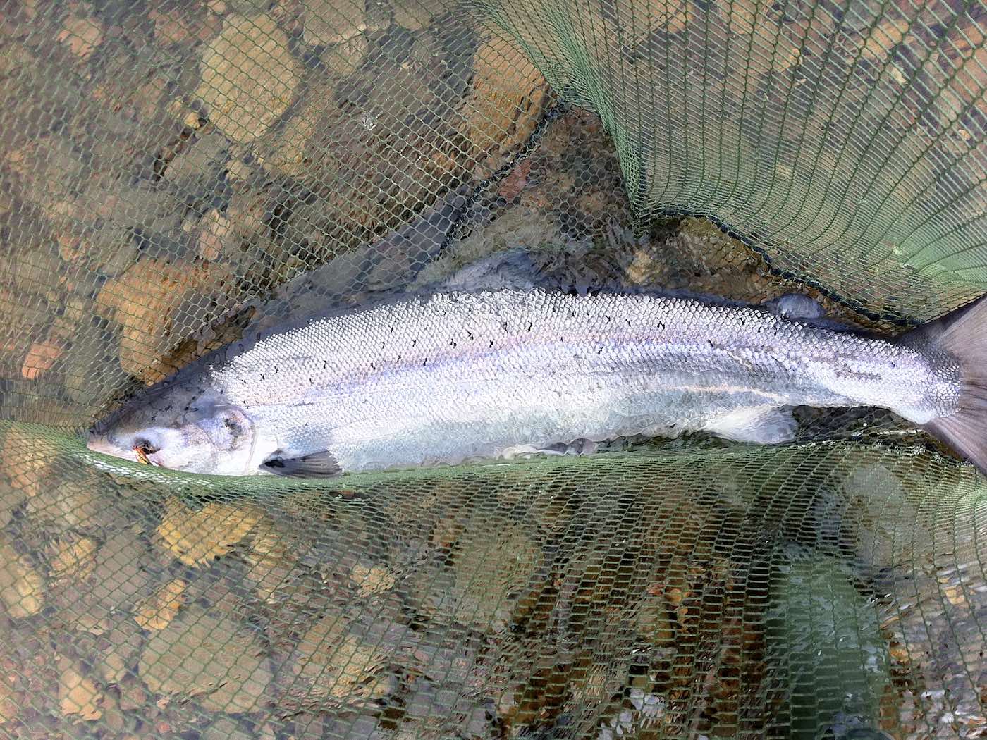 This fine salmon took a 'Copperass' tube fly in the Ash Tree Pool of the River Tay near Dunkeld. A few professional salmon fly fishing instructors understand just how deadly controlled salmon fly presentation is during the cold high water level of Spring so they prefer to use a spinner.