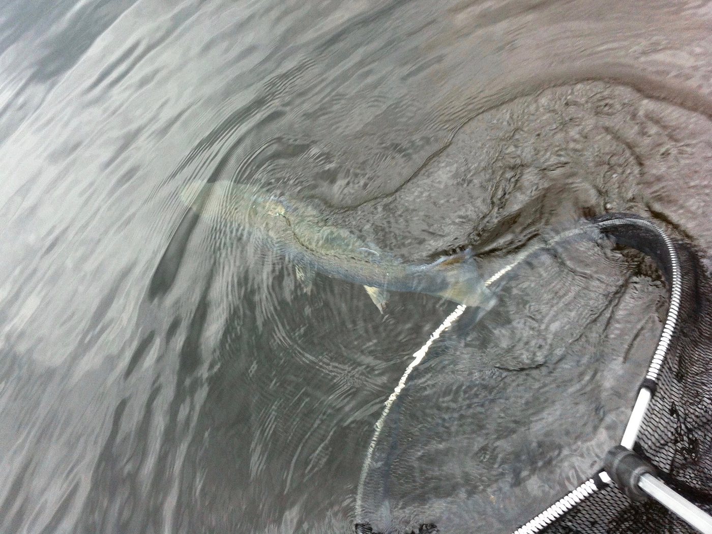 Here's a perfect Tay salmon swimming out of the landing net and regaining its freedom back to its river home. Look at the fish friendly landing net mesh which is essential to protect the flanks of the salmon from scale and mucous membrane damage while being landed and unhooked. This salmon was landed by my fishing guest and great friend John Gray while I was working as his salmon fishing guide for the day.