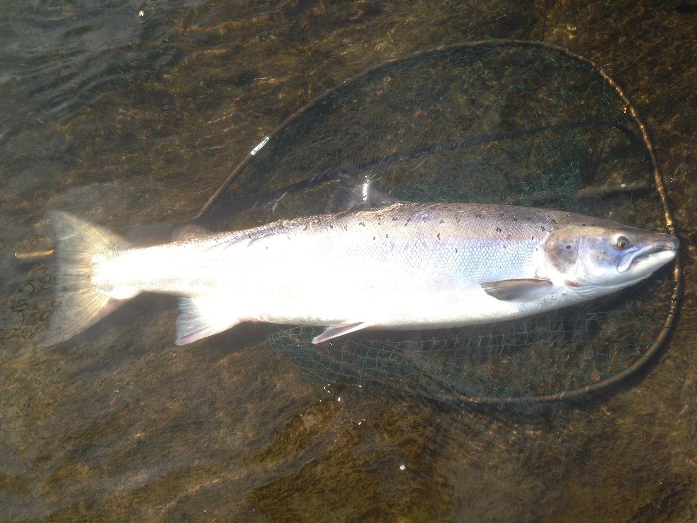 This perfect 27lbs Tay Springer took me by surprise at the Kinnaird Beat's Rock Pool during a high water period at the end of May while I was working as a professional salmon fishing guide. What a absolutely perfect fish which showed up at 5pm after a full day of salmon fishing effort. You can see the size of this fish against the 32 inch frame of the salmon landing net the salmon is lying on before I released this fine fish.