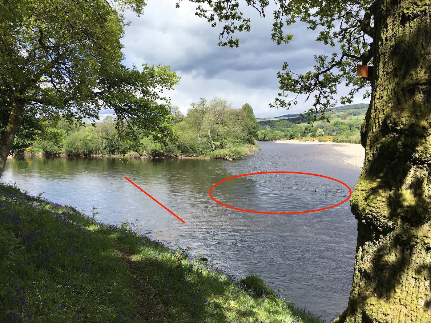 The red line represents the go no further point while approaching the perfect salmon lie at the mouth of the River Tummel near Dunkeld. I placed white coloured pizza shaped flat stones in the same line so anglers can clearly see where not to wade beyond while wading.  This is the detail a professional salmon guide will go to to assist his fishing guests to catch salmon.