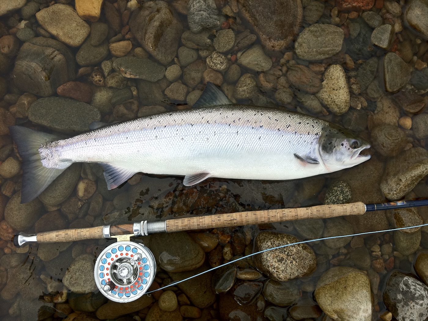This full floating Speyline fly rod outfit with an added 15ft sink tip was the perfect combination to hook this fine fresh run Spring salmon which was caught near Dunkeld on the River Tay by myself while working in May as a salmon fly fishing guide.