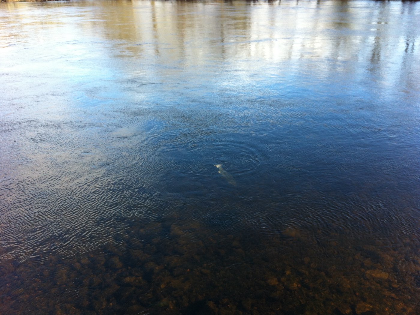 Here's a River Tay salmon in the last stages of the fight before being landed. Drawing the salmon into deep slack water makes the landing job much easier than trying the same in fast shallow water. All experienced salmon fishing guides will be aware of this as it considerably shortens the fight.