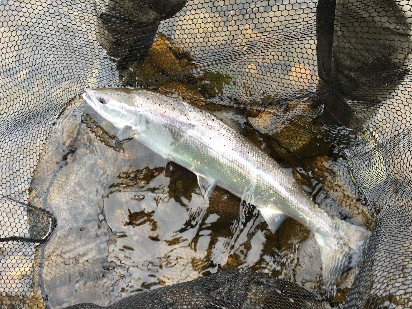 This fish had only just entered the River Tay when it was caught by myself near Dunkeld while I was working as a salmon fly fishing instructor. This fresh run salmon was covered in long tailed sea lice which are acquired in the ocean and then drop off the fish within 48 hours of being back in the fresh river water. This fine Spring salmon had swum from Perth up to Dunkeld within that 48 hour time frame which is good going against the powerful flows of the Tay.