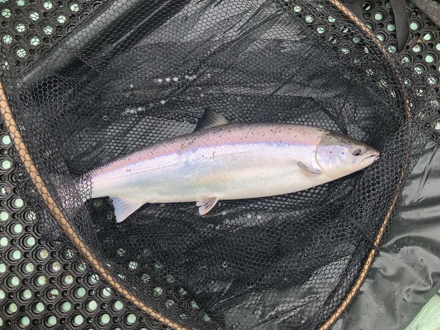 Here's an absolute peach of a fresh run Spring salmon weighing 24lbs which was caught near Dunkeld on the River Tay by our top professional salmon fishing guide. These highly prized heavyweight Spring salmon are what the River Tay is famous for producing and thousands of salmon fishing trip anglers come to the Tay each year for the chance of catching one.