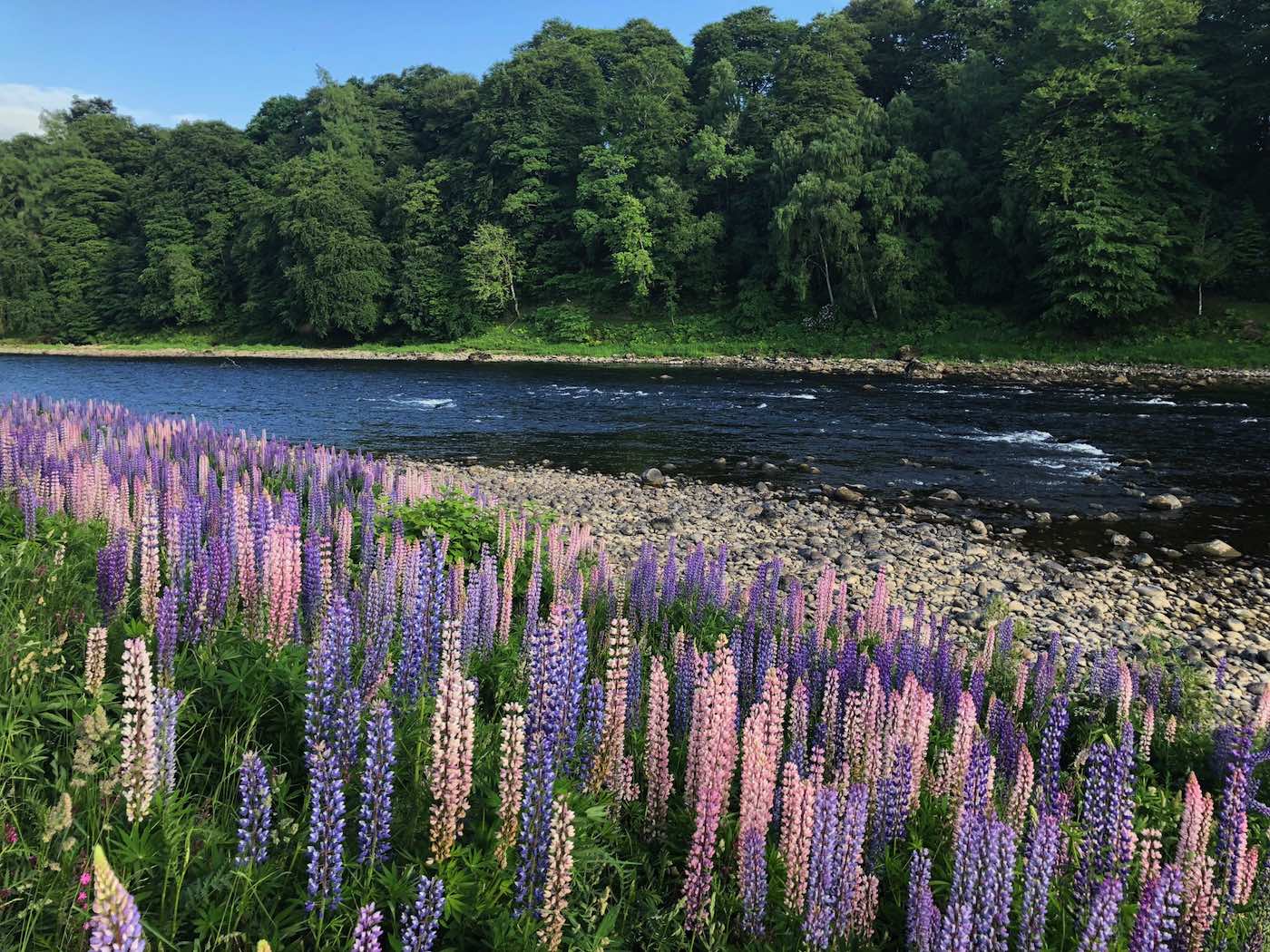 These wild lupins are a great sight to behold during late Spring on the riverbanks of Scotland. These's so much fascinating natural beauty to be observed on the riverbanks of Scotland catching salmon is only one dimension of a day out salmon fishing. This is the neck of the Boat Pool on Glendelvine Water which is a perfect River Tay salmon fishing venue near Perth.