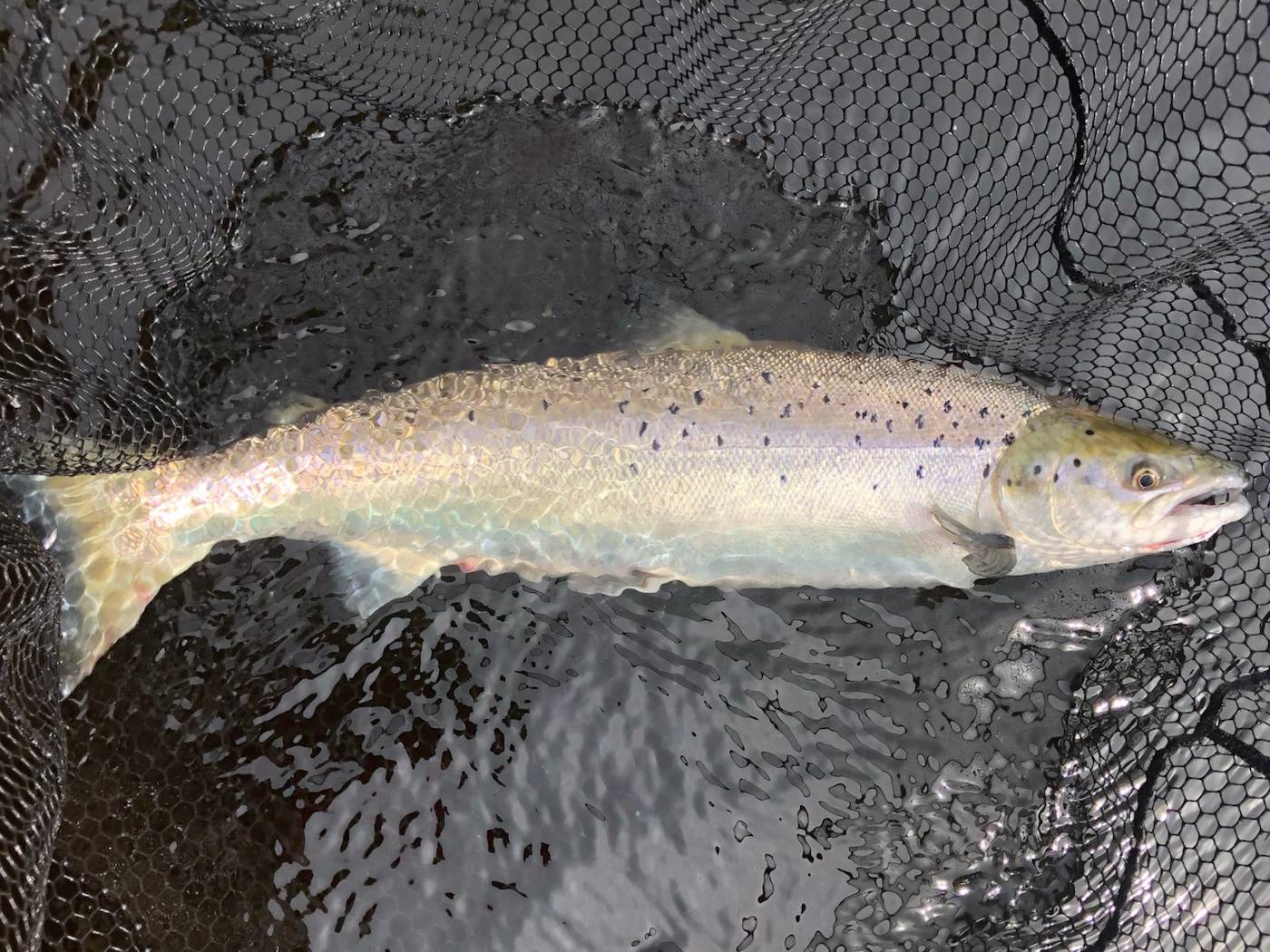 This perfect Summer salmon took a very lightly dressed silver stoat salmon fly fished deep with a 15ft type 6 sinking tip. Salmon lie deep in warm water so it's important you also fish your fly deep to make it easy for them to intercept. One of our salmon fishing trip guests caught this perfect Summer fish during late August on his River Spey salmon fishing holiday.