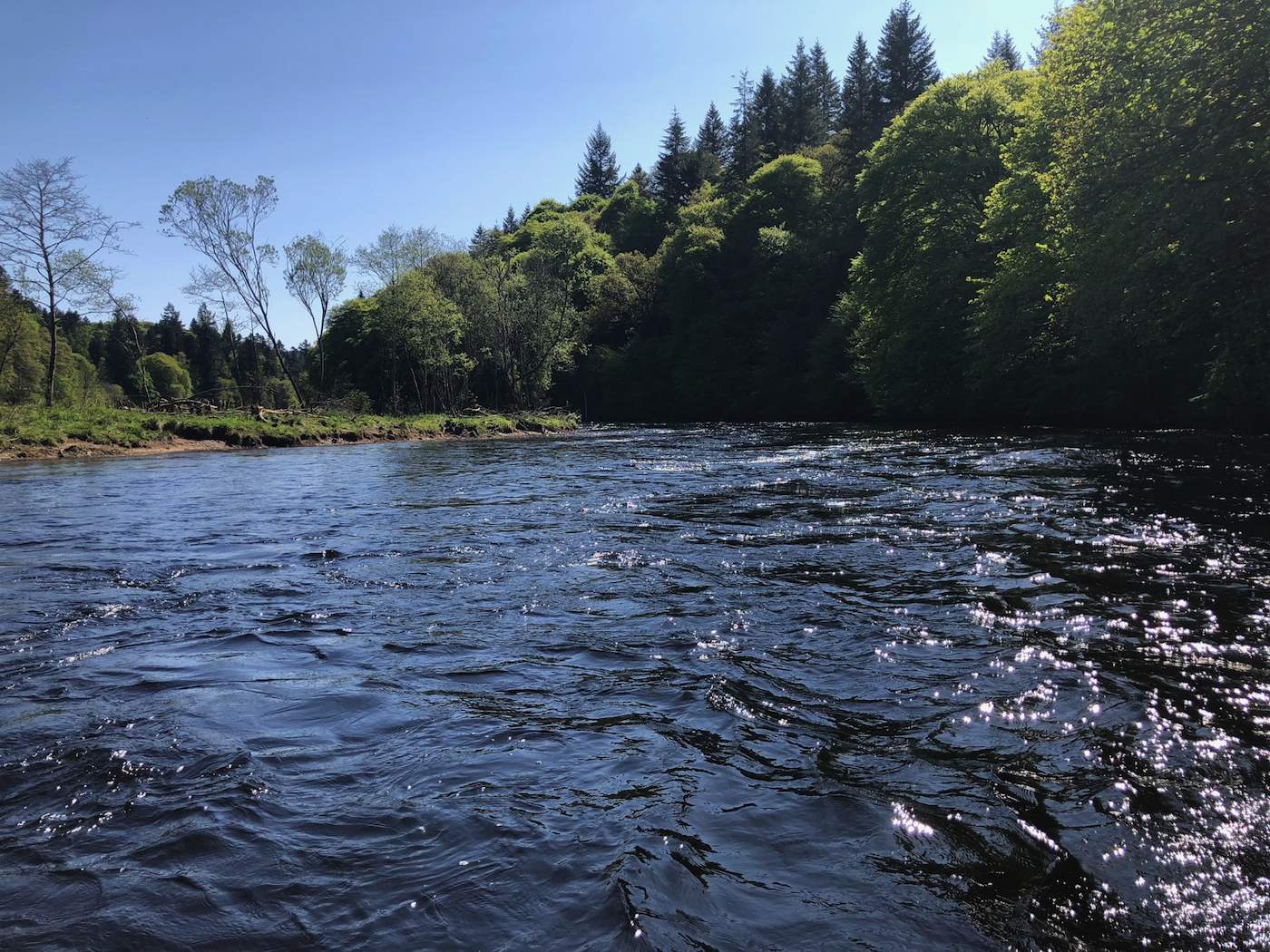 Here's a perfect fast water deep glide salmon pool on the River Tay near Dunkeld. This is typical of where salmon like to hang out during low warm water conditions. This low water Summer shot was taken by myself while working as a professional Tay salmon fishing guide.