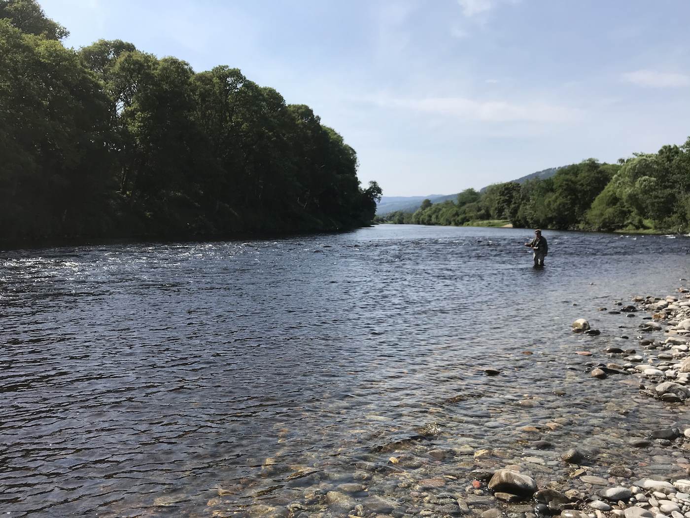 Come to Scotland's River Tay and learn how to properly fish for salmon. Many anglers like this one come from all over the world to the Scottish rivers each year in pursuit of these fine creatures. This is the River Tummel / River Tay confluence which is a great fishing area for salmon fishing trip guests.