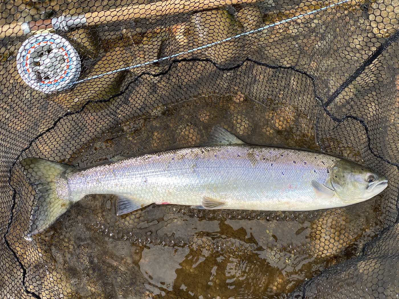 Here's a River Tay Spring salmon that was aught on the fly near Dunkeld during the first week of June. Although caught in June this is a Spring salmon that's been in the river for a few weeks so still technically a Spring run salmon. The silver salmon fly reel you can see is a Van Staal C-Vex 9-11 Combo model which is my favourite salmon fly reel.