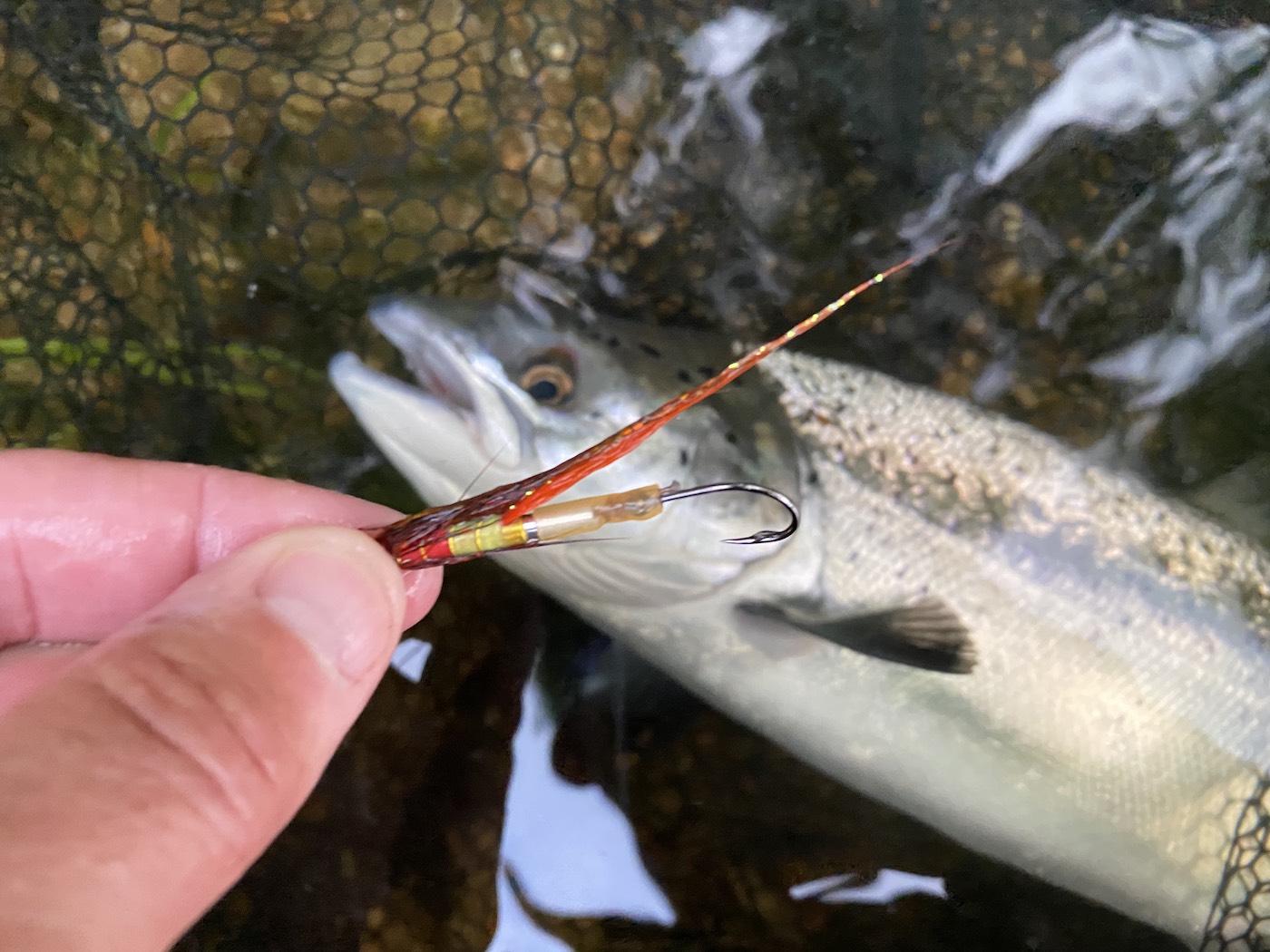 Here's a lovely Tay Spring salmon that fell for the deadly Jock's Shrimp tube fly near the River Tummel mouth where it enters the River Tay. Fly fishing in Scotland is great fun and is highly satisfying when salmon are outsmarted. This fine salmon took the Jock's Shrimp salmon which you can see in the photograph.