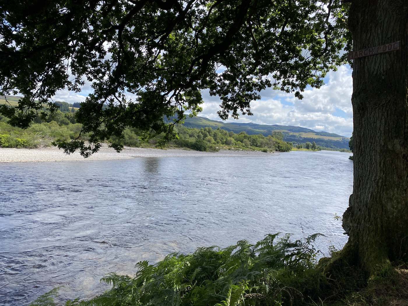 Look at this for perfect River Tay salmon fly fishing water under this lovely mature oak tree. The River Tummel joins the Tay just to the left of frame and all river confluences are natural stoppers for running salmon. The River Tay has many salmon fishing hot spots like this perfect one.