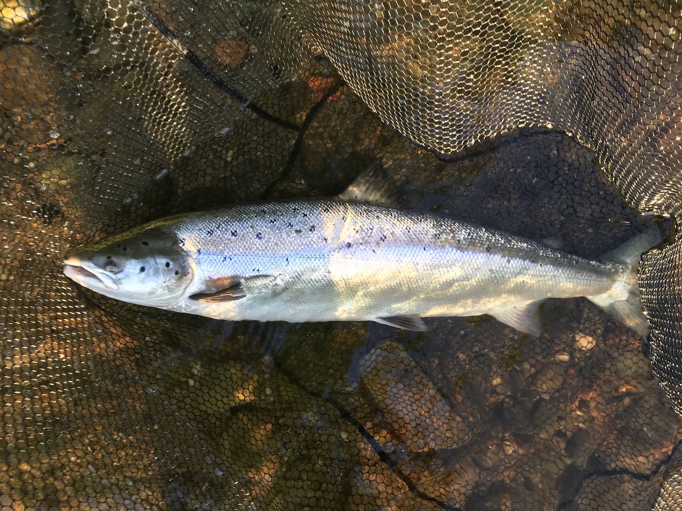 This fine Summer salmon was landed by myself at the Tummel Tay confluence at sun up during the month of July. You can see this salmon is still in the landing net when I took this shot before I quickly released it back to the River Tay. The early morning sunlight caught this salmon's flanks perfectly.