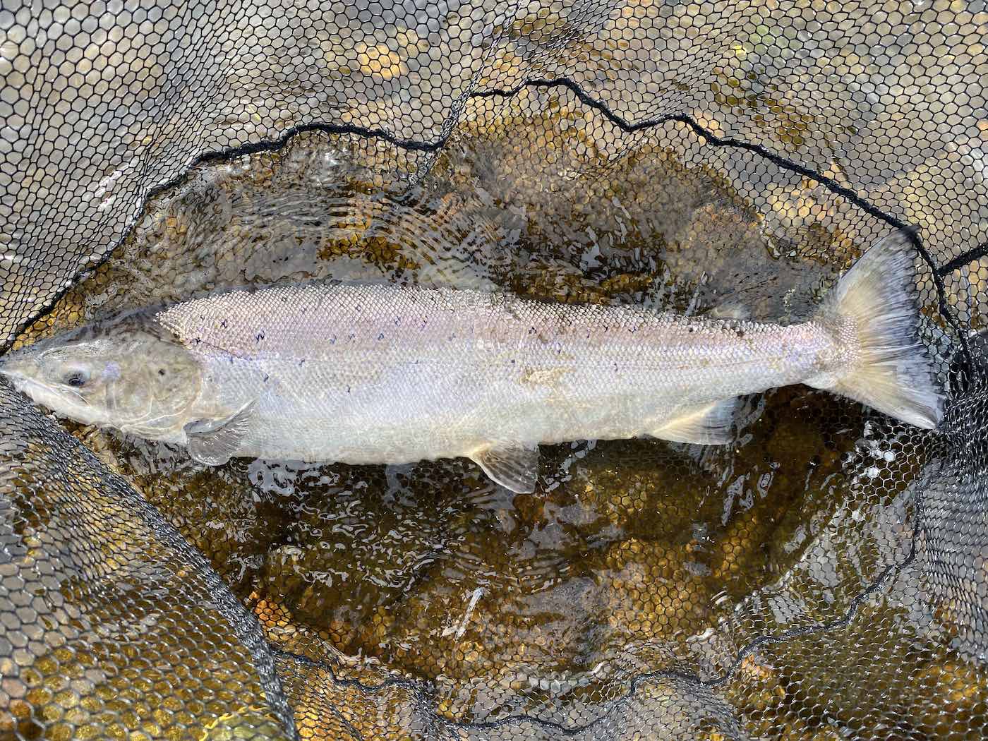 This perfect salmon was caught on the River Tay near Pitlochry in July via careful sub surface water column planning where a heavy sink tip was added to the fly line to put the fly down through a heavy flow area of the salmon pool. When salmon are lying deep you need to get your fly down onto them for the best chance of cooperation!