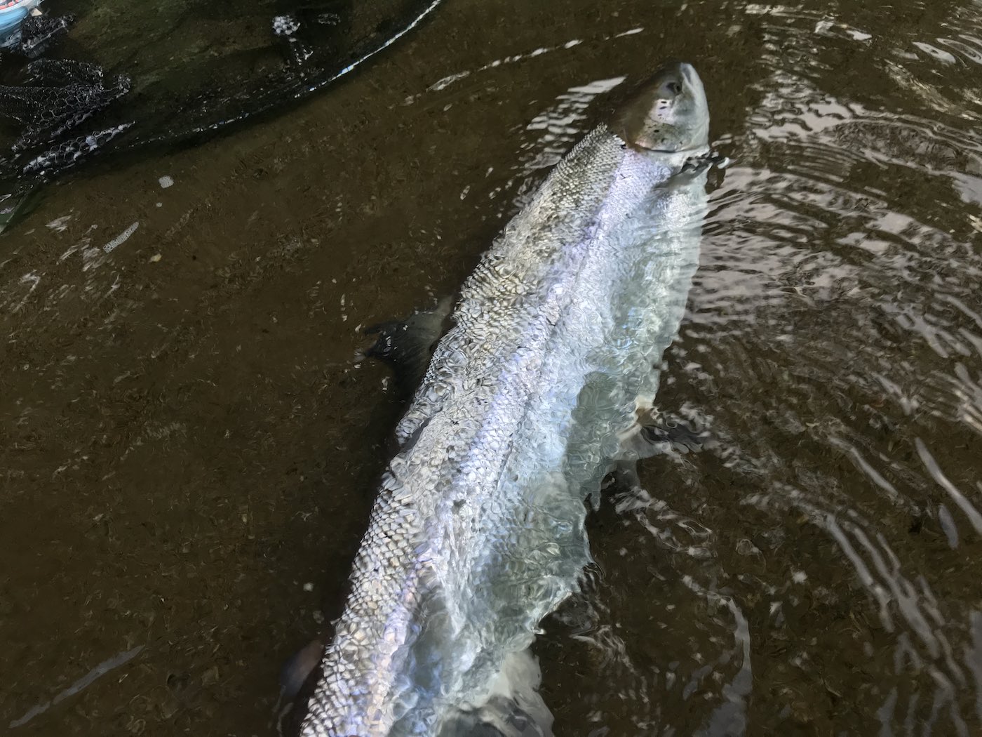 This perfect Spring salmon was caught at the Upper Kinnaird salmon beat's Rock Pool during February. The River Tay fishes well from mid February through to mid May for perfect Spring salmon like this. The Tay is near Pitlochry & Dunkeld which are 2 very popular Perthshire towns with good accommodation options.