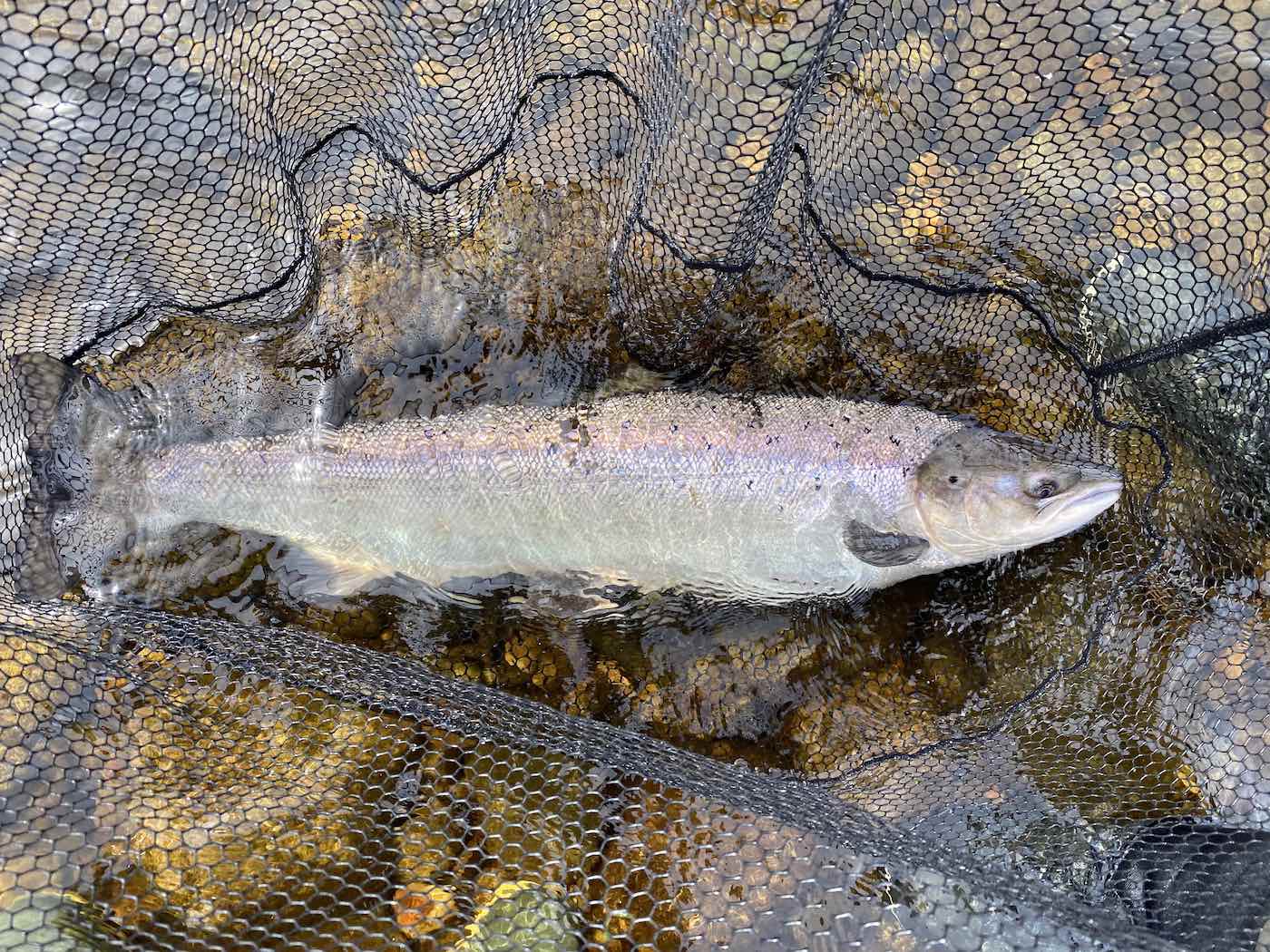 Summer salmon fishing is highly popular with salmon fishers and it's a more delicate presentation on generally lighter lines and smaller flies. A heavyweight Summer salmon like this fine specimen which was caught in July near Dunkeld on the River Tay is typical of the caliber of salmon that run the Scottish rivers in Summertime.