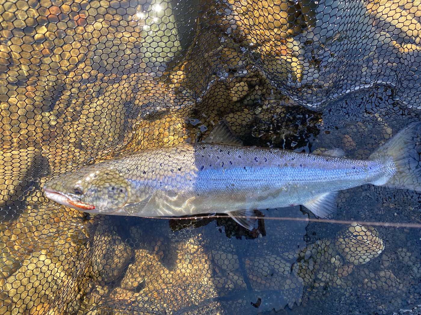 When you hook a salmon it's important to know how to play the fish properly to gain control of proceedings. This perfect Spring salmon was caught on the middle area of the Tay during early June and is typical of the quality of fish found in the Scottish rivers at that time. The fly in this salmon's mouth is the deadly Jock's Shrimp salmon fly pattern.
