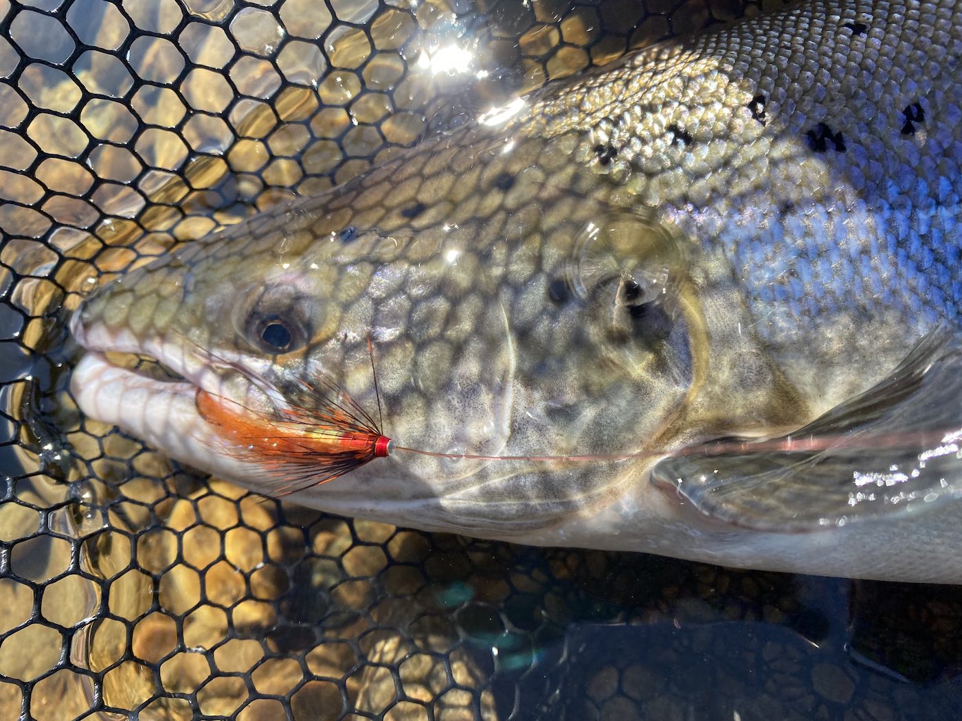 A heart racing close up inspection with one of these fine Atlantic salmon and will remain in your memory banks for an entire lifetime. This perfect Summer salmon came to a deadly Jock's Shrimp salmon fly and was caught near to the River Tummel/Tay confluence which is located not too far away from Pitlochry in Perthshire. Note the fish friendly fine mesh of the landing net behind the salmon.