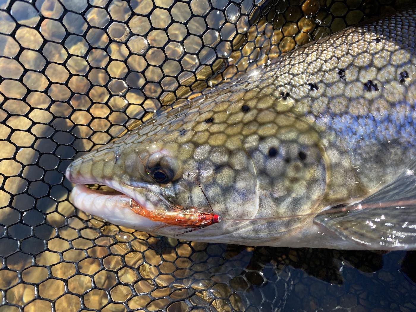 So much nonsense is spoken about how to hook a salmon on the fly which results in the loss on thousands of Scottish salmon each year. Book a professional guide to get you into position and then show you exactly how to set the salmon fly hook effectively. This salmon in the landing net was hooked properly on the River Tay near the rivers Tay & Tummel confluence which is a great fishing area near Dunkeld in Perthshire.
