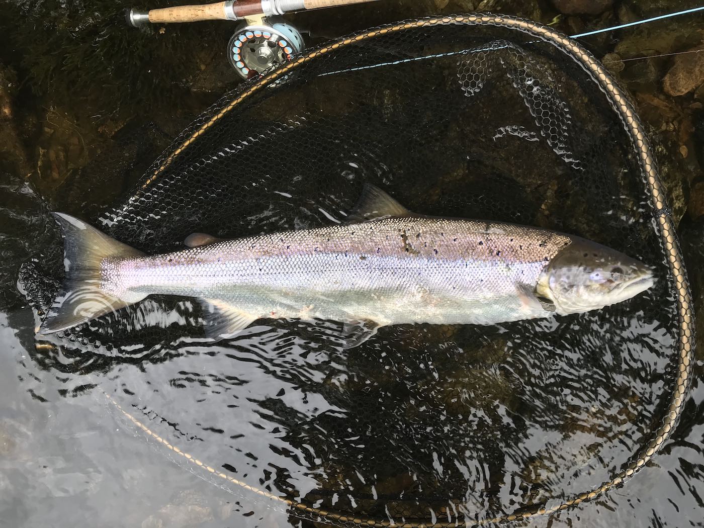 This fine Summer River Tay salmon popped its nose up for an interview on the middle area of the River Tay near Logierait where many salmon like this are to be located through the Summer months. Professional guides know the required salmon fishing tactics and can help you to cover the likely salmon holding areas is are worth their weight in gold. This salmon is lying on the landing net beside my salmon fly rod & reel for this quick photograph before I released the fish.