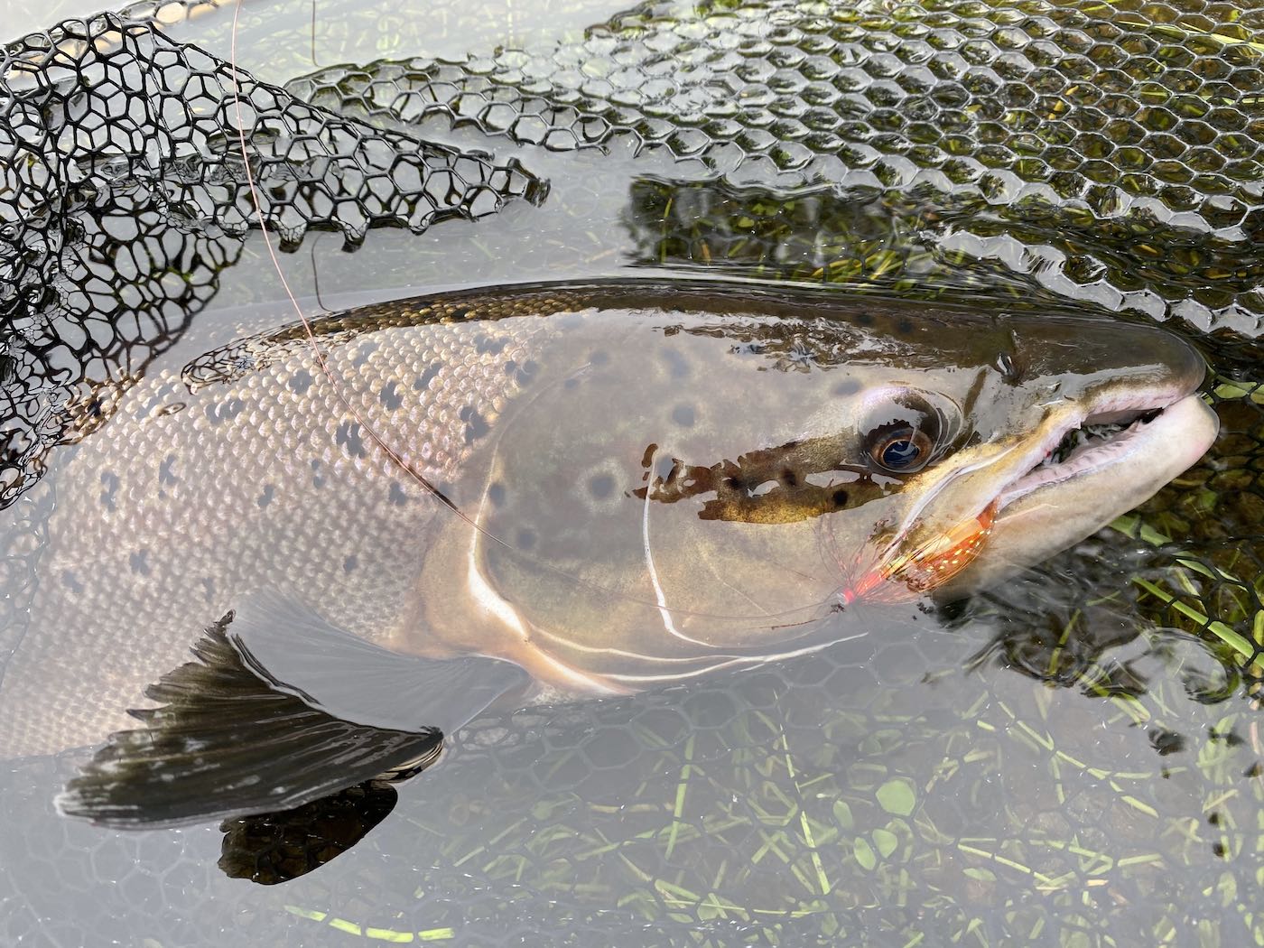 Here's a perfect cock salmon from the River Tay which was caught in late September near Pitlochry. This adult male salmon is seen here in full Autumn spawning colours which is completely different from their dark grey and silver flanks they have when they first arrive back from feeding in the sea. These creatures and their habits are truly fascinating and booking a personal guide is the most effective way of catching one of these fine Scottish salmon.