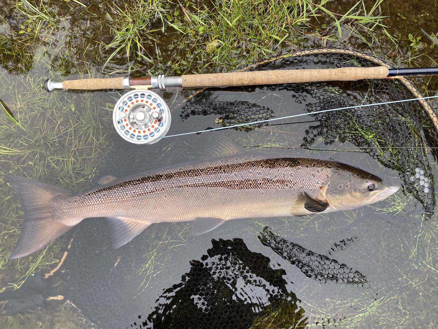 This River Tay Autumn salmon is lying in the landing net next to my 15ft salmon fly rod and Van Staal salmon fly reel moments before the fish was released. The Tay fishes well in September & October between the towns of Pitlochry & Dunkeld which is a favourite location for visiting salmon anglers each year.