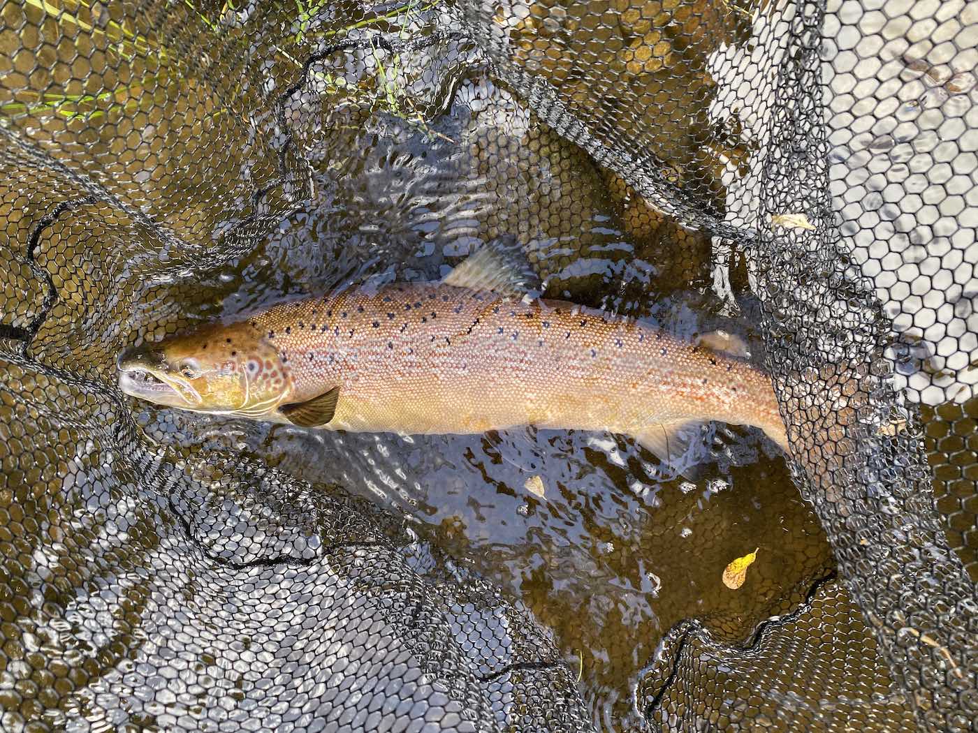 This perfect Autumn salmon was caught from the Rock Pool on the Kinnaird Beat of the River Tay. Catching salmon in the Autumn in the Dunkeld & Pitlochry area of the River Tay Valley often requires a switch in tactics via a deeper fly presentation and a salmon fishing guide who knows exactly where salmon are holding. Look at the perfect Autumn colours and note the fine meshed fish friendly salmon landing net the salmon is in.