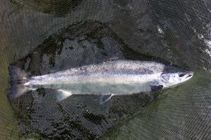 Play Your Salmon With Tact