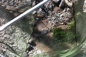 Salmon Landing Nets