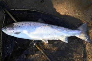 Effective Salmon Fishing