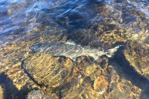 Releasing A Salmon