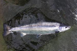Setting The Salmon Fly Hook