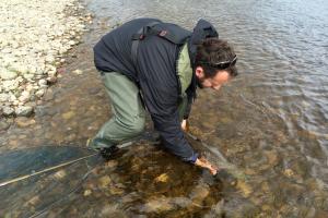 Releasing Your Salmon
