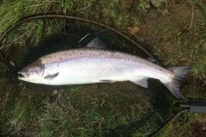 Catching Scottish Salmon