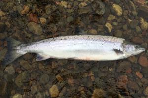Salmon Catch Statistics