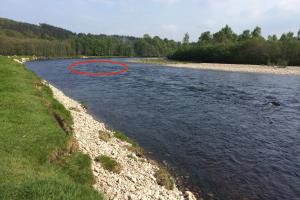 Salmon Lie Identification