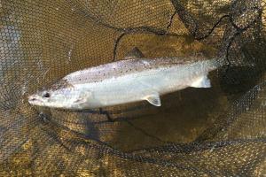 Salmon Fishing Light Conditions