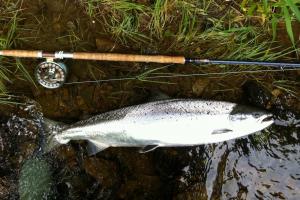 The Scottish Salmon Diamond