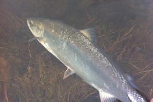 Salmon Take Composure