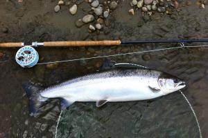 Make The Salmon Take Count