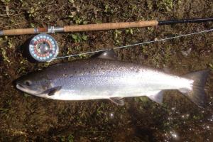 Catch An Early Spring Salmon