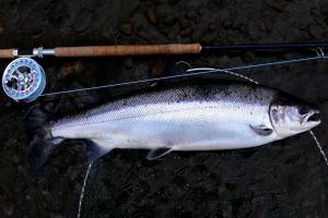 Catching Spring Salmon On The Fly