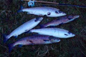 Scottish Salmon River Vision